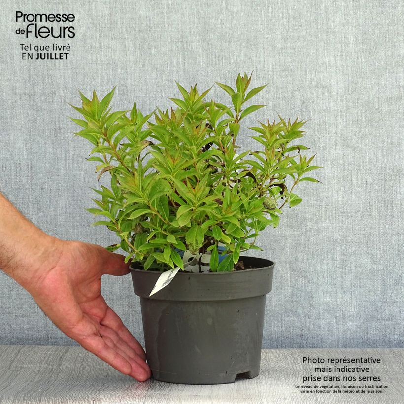 Weigela florida Picobella Rosso 2L/3L pot sample as delivered in summer