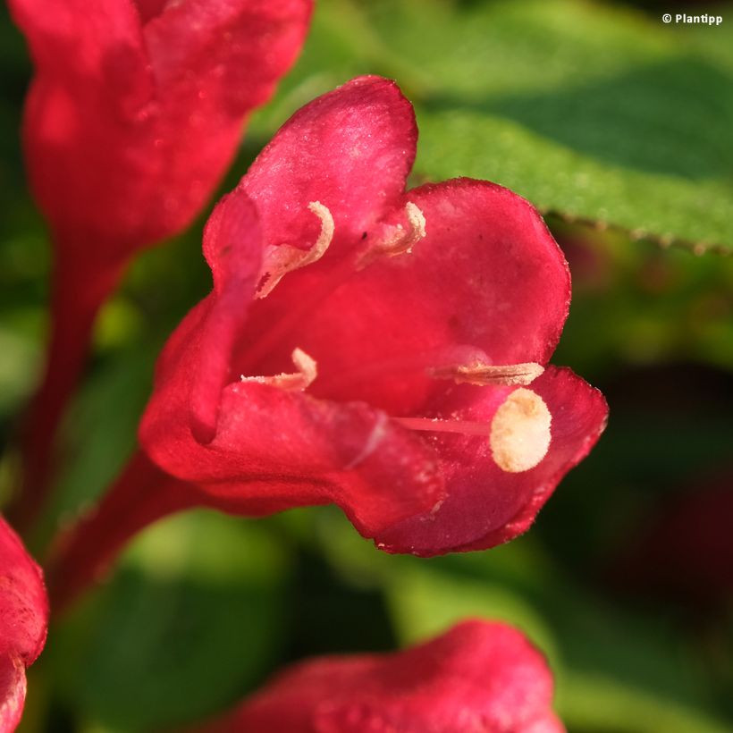 Weigela florida Picobella Rosso (Flowering)