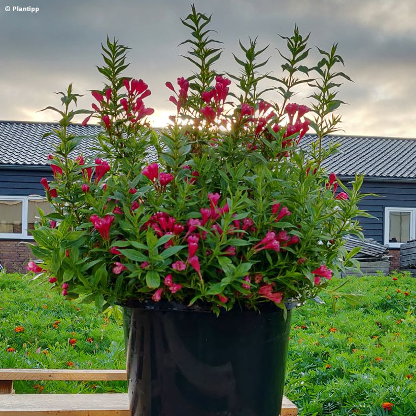 Weigela florida Picobella Rosso (Plant habit)