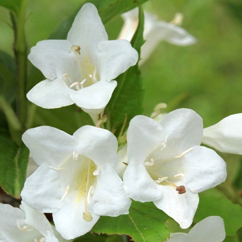 Weigela Snowflake (Flowering)