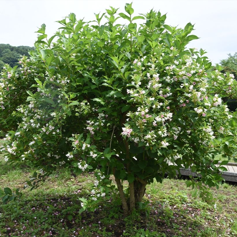 Weigela Snowflake (Plant habit)