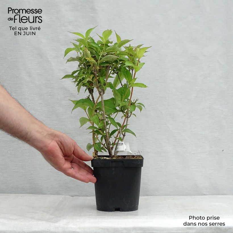 Weigela florida Stelzneri 2L/3L pot sample as delivered in summer