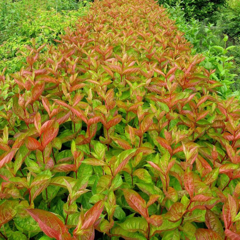 Weigela florida Wings of Fire (Foliage)