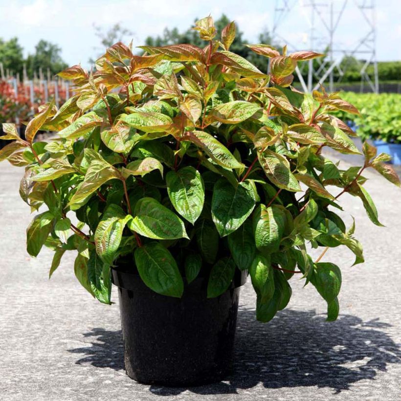 Weigela florida Wings of Fire (Plant habit)