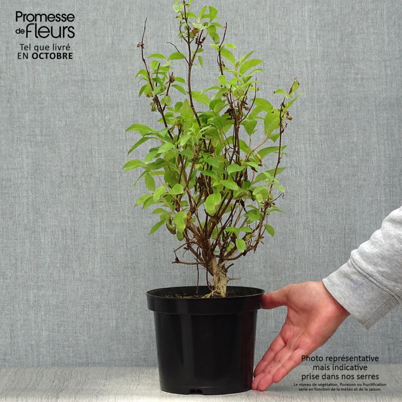 Weigela florida Wings of Fire 3L/4L pot sample as delivered in autumn
