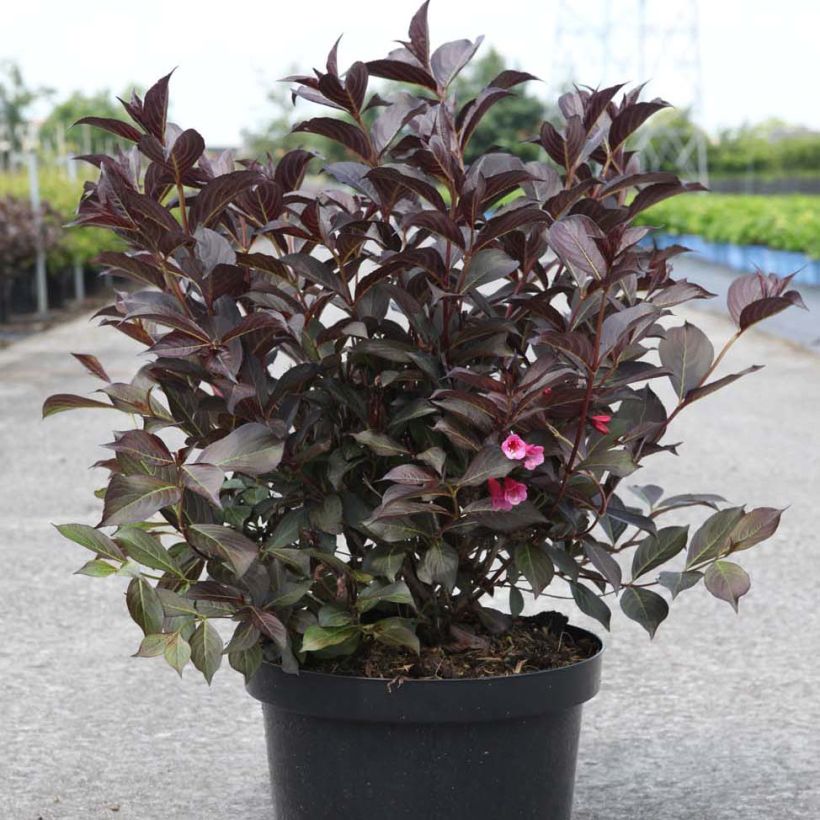 Weigela  florida Alexandra (Plant habit)