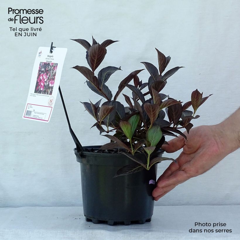 Weigela  florida Alexandra 2L/3L pot sample as delivered in summer