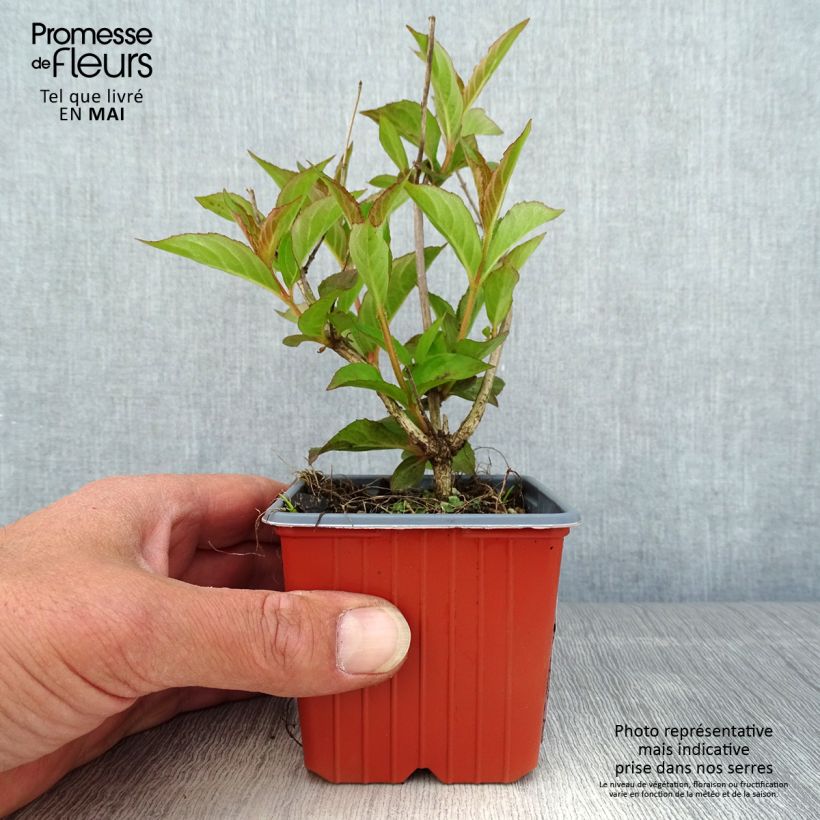 Weigela Bristol Ruby 8/9 cm pot sample as delivered in spring