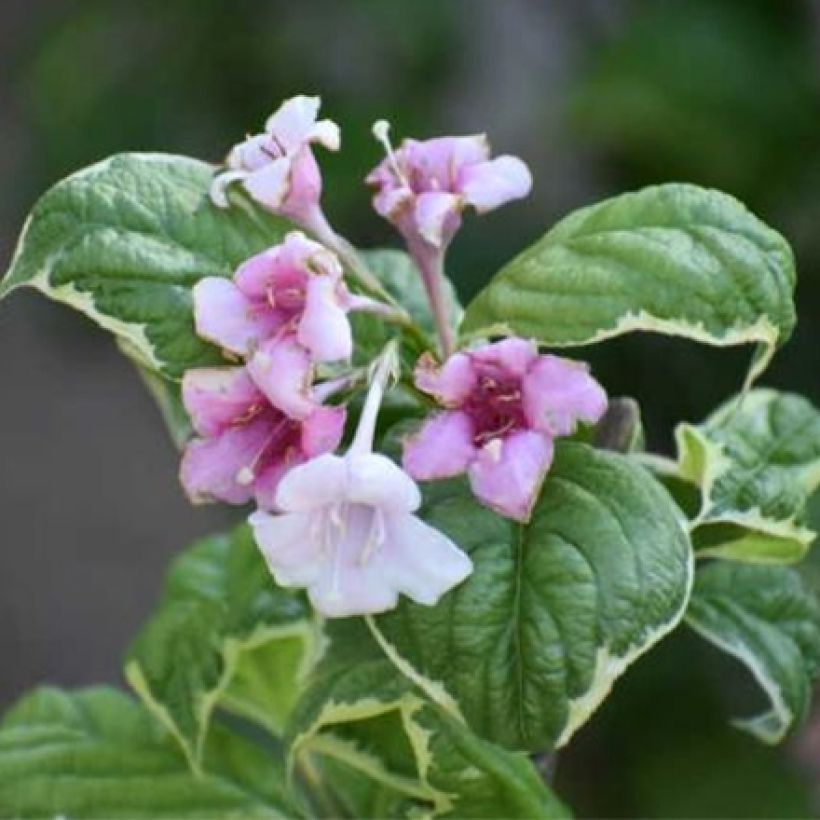 Weigela florida Caricature (Flowering)