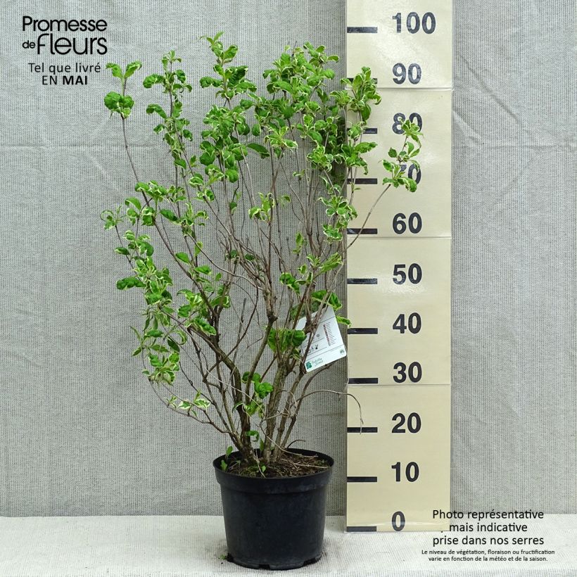 Weigela florida Caricature 4L/5L pot sample as delivered in spring
