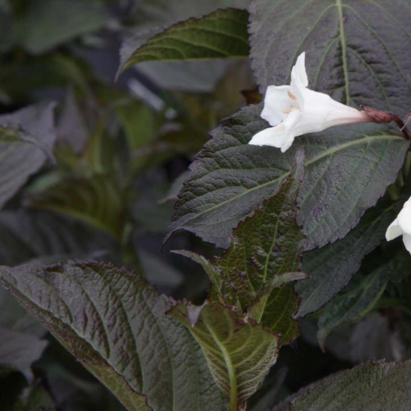 Weigela Ebony and Ivory (Foliage)