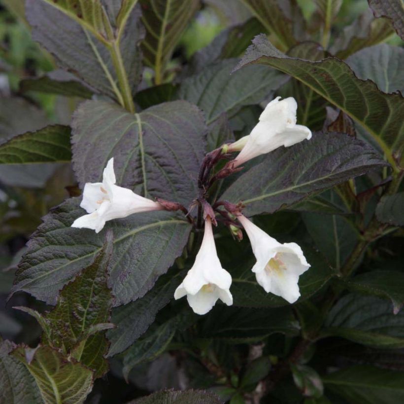 Weigela Ebony and Ivory (Flowering)