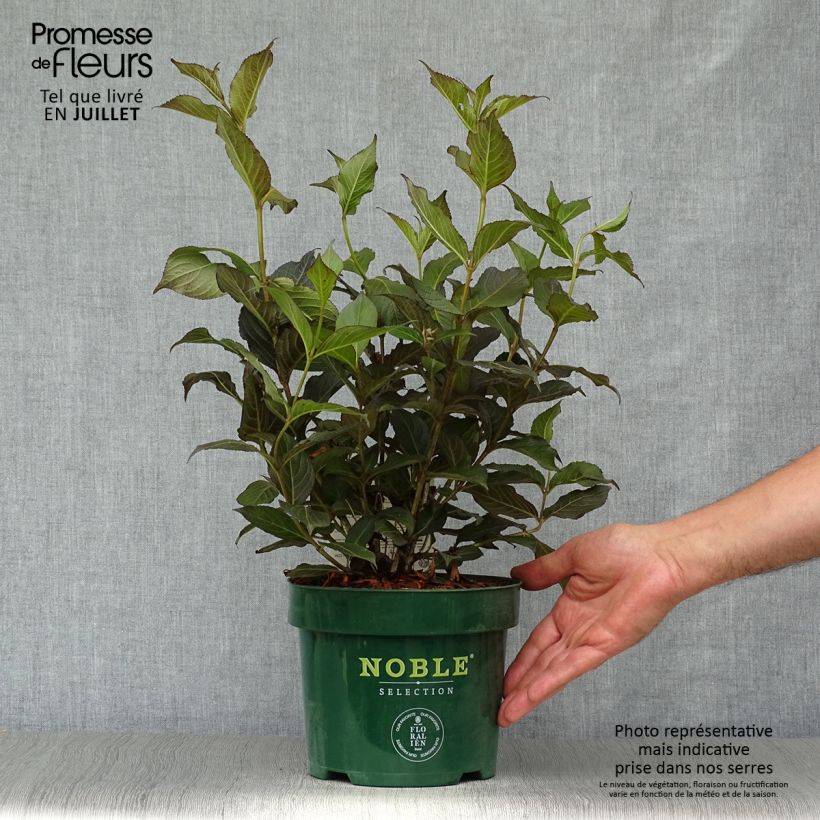 Weigela Ebony and Ivory 3L/4L pot sample as delivered in summer