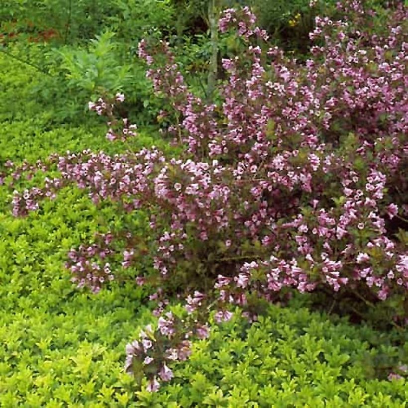 Weigela florida Foliis Purpureis (Plant habit)