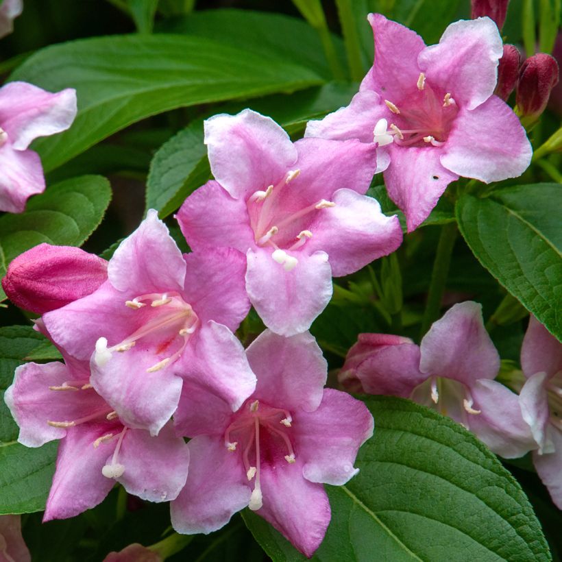Weigela florida Korea (Flowering)