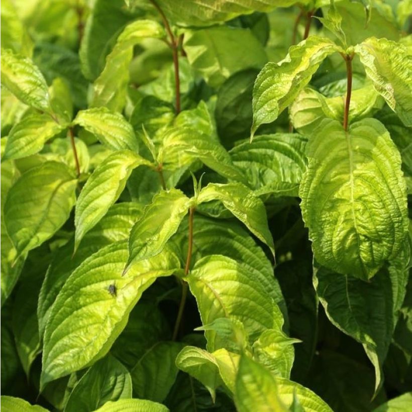 Weigela florida Lime Monster (Foliage)