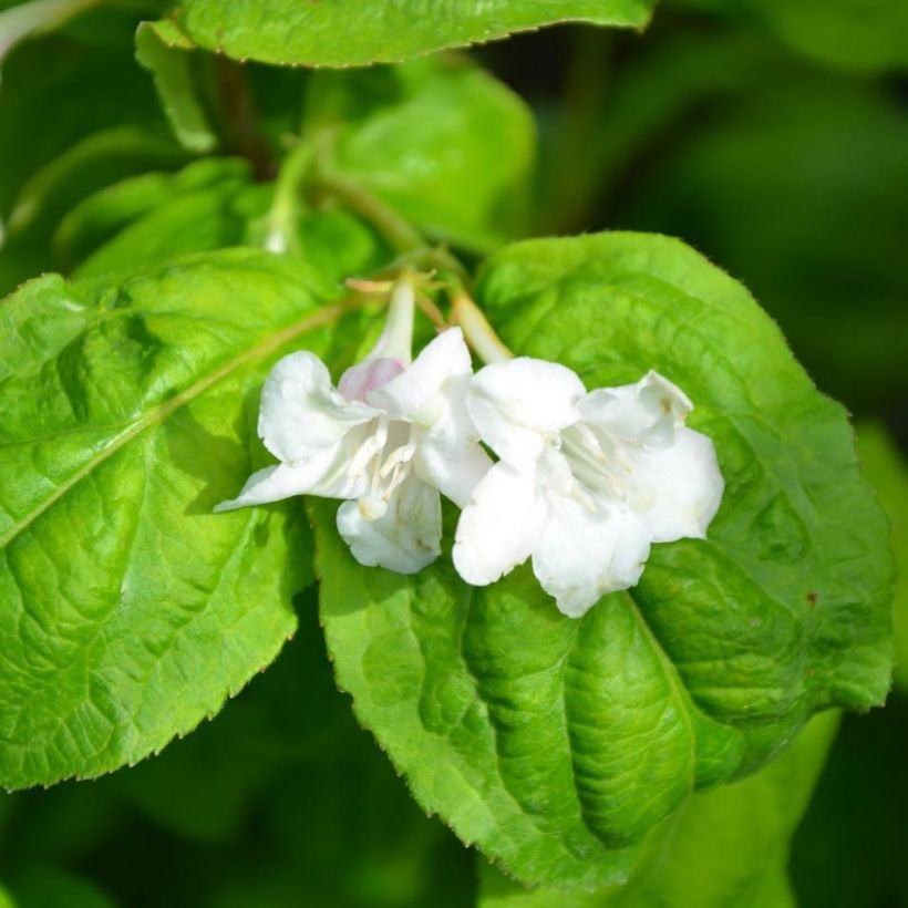 Weigela florida Lime Monster (Flowering)