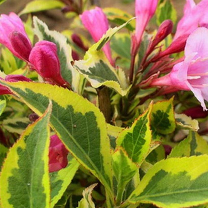 Weigela florida Magical Rainbow (Foliage)