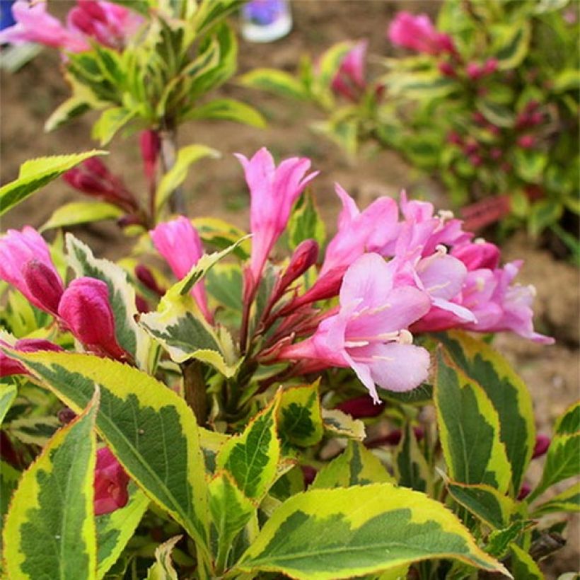 Weigela florida Magical Rainbow (Flowering)