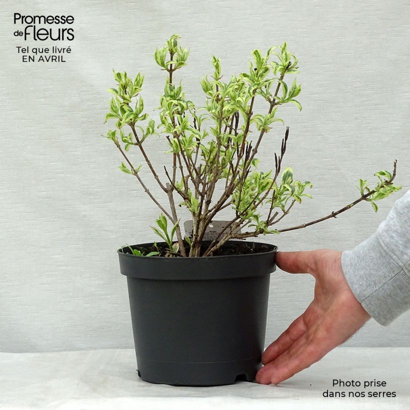 Weigela florida Magical Rainbow 3L/4L pot sample as delivered in spring