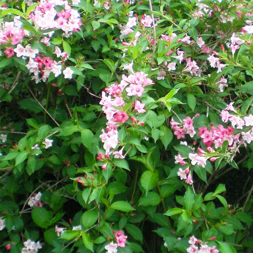 Weigela florida Marjorie (Flowering)
