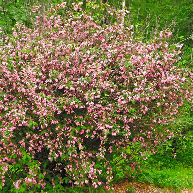 Weigela florida Marjorie (Plant habit)