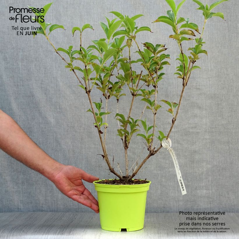 Weigela florida Marjorie 2L/3L pot sample as delivered in summer