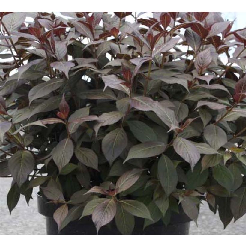 Weigela florida Minor Black (Foliage)