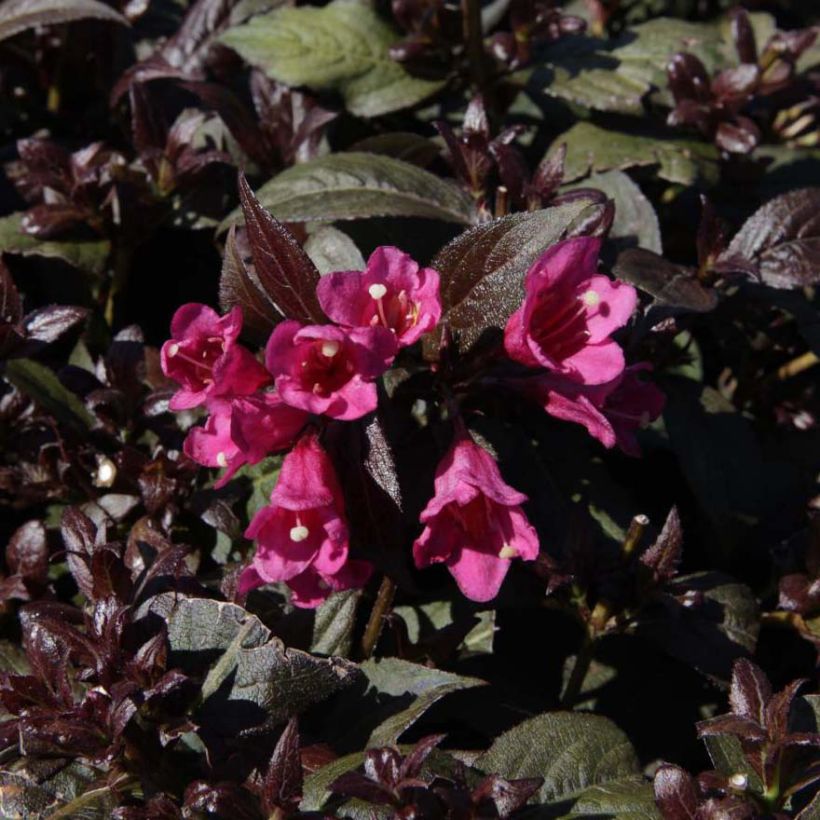 Weigela florida Minor Black (Flowering)