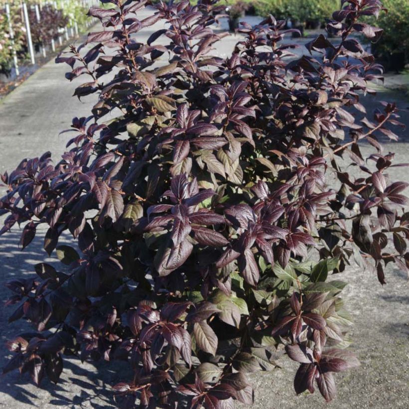 Weigela florida Minor Black (Plant habit)