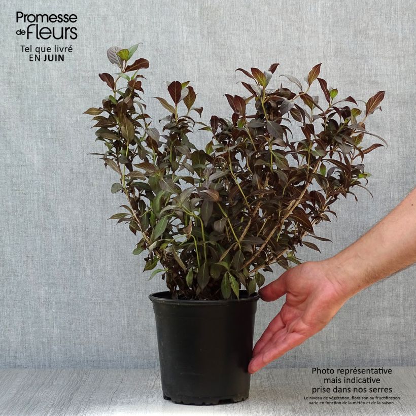 Weigela florida Minor Black 2L/3L pot sample as delivered in summer