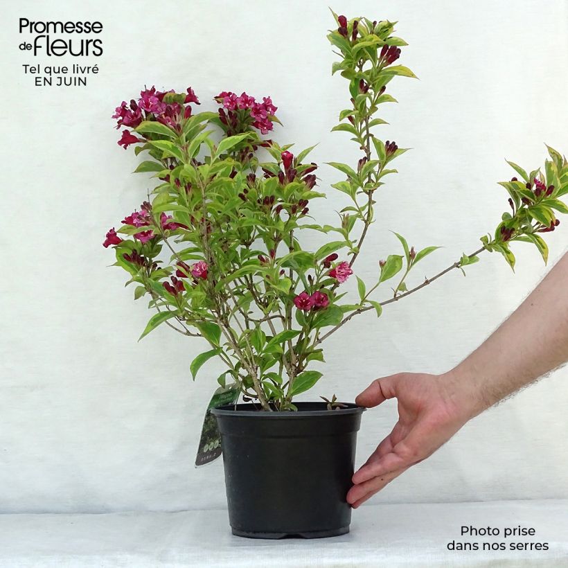 Weigela florida Brigela 2L/3L pot sample as delivered in summer
