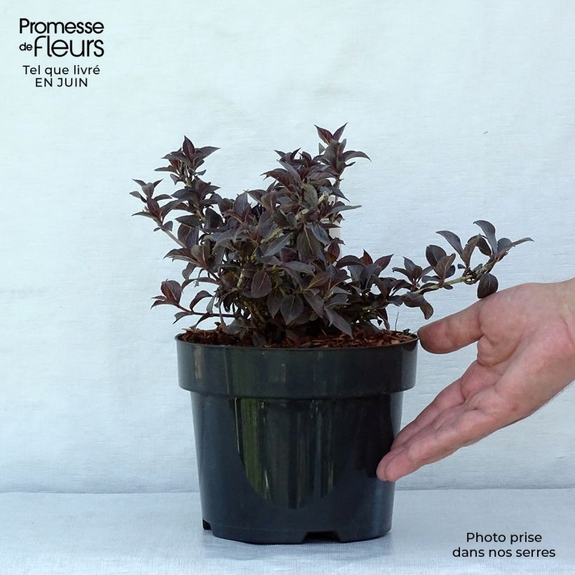 Weigela florida Nana Purpurea 3L/4L pot sample as delivered in summer
