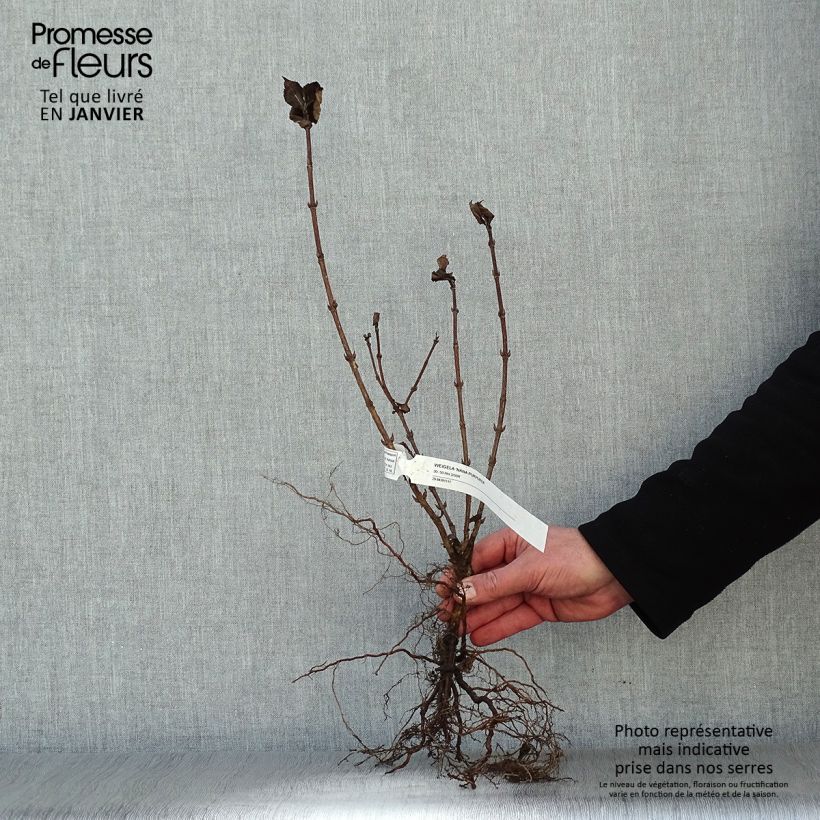 Weigela florida Nana Purpurea Bare root sample as delivered in winter