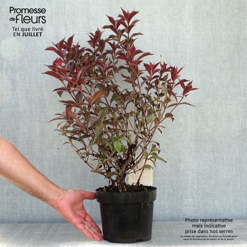 Weigela florida Naomi Campbell® 2L/3L pot sample as delivered in summer