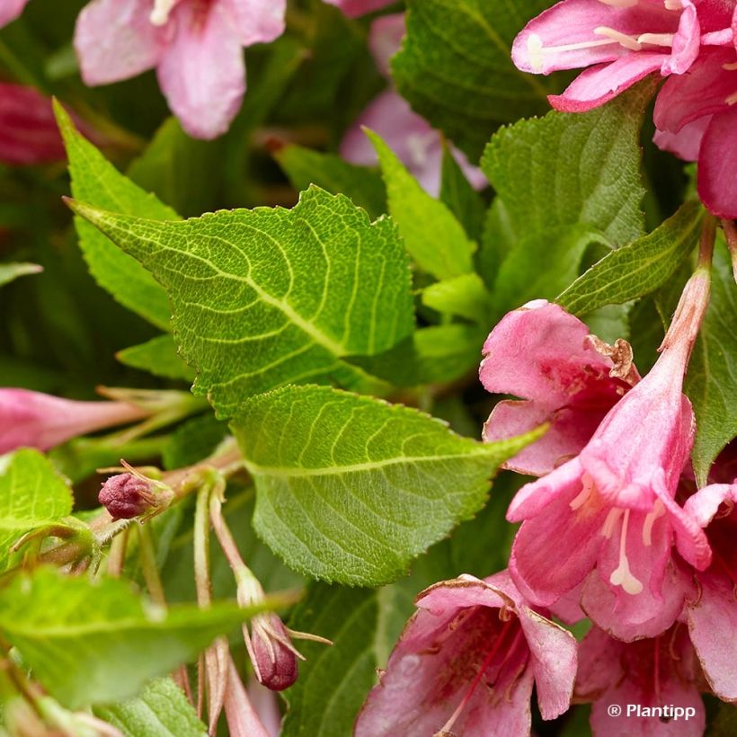 Weigela Florida Picobella Rosa  (Foliage)