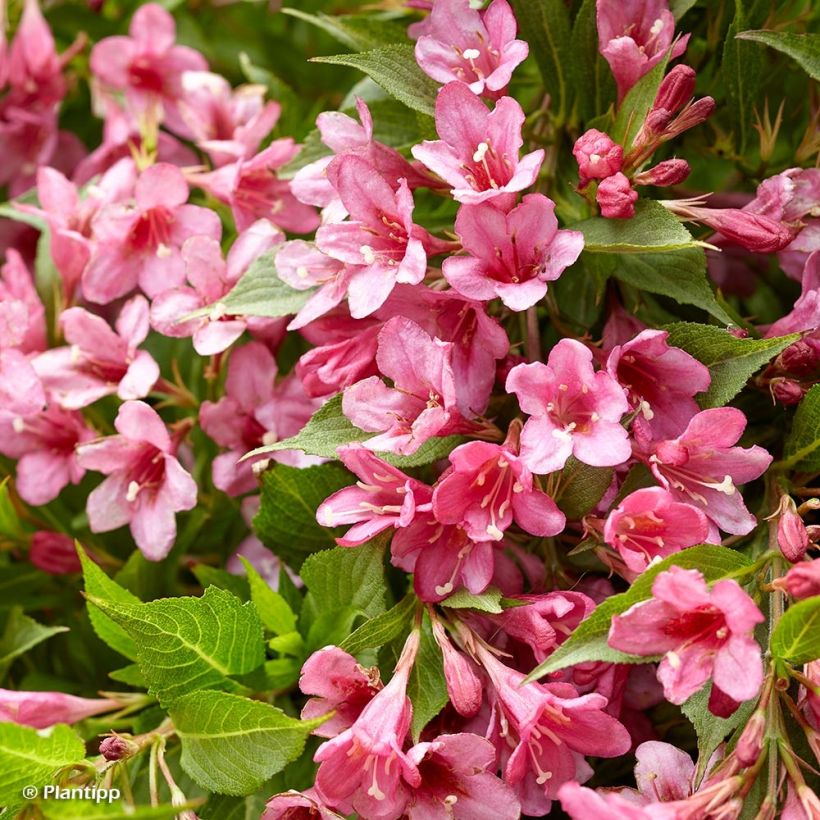 Weigela Florida Picobella Rosa  (Flowering)