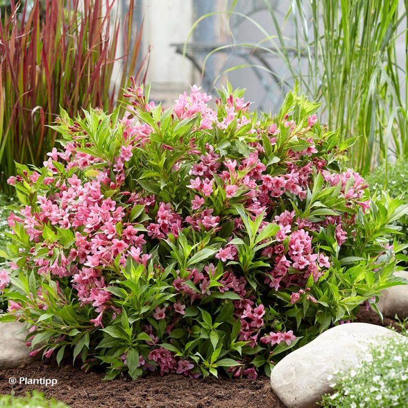 Weigela Florida Picobella Rosa  (Plant habit)