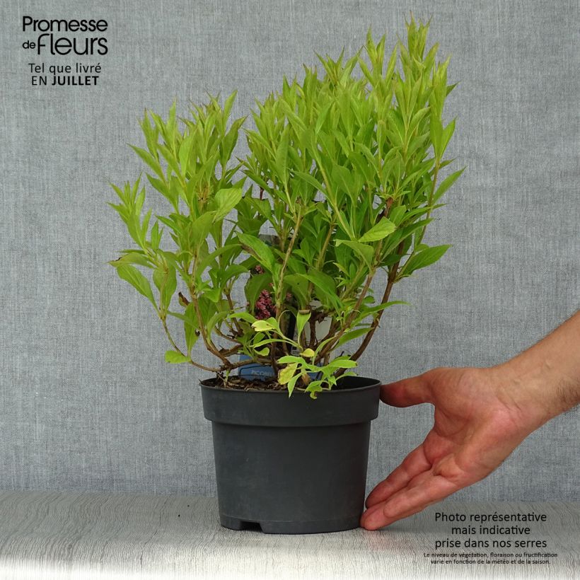 Weigela Florida Picobella Rosa  2L/3L pot sample as delivered in summer