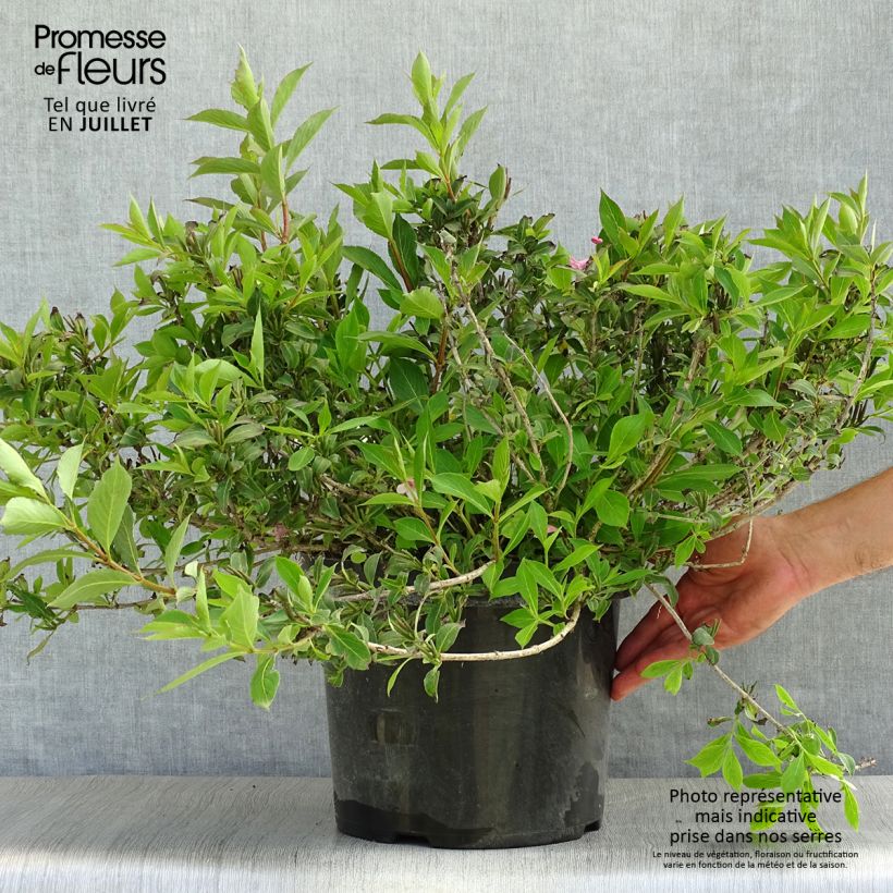 Weigela florida Pink Poppet 7.5L/10L pot sample as delivered in summer