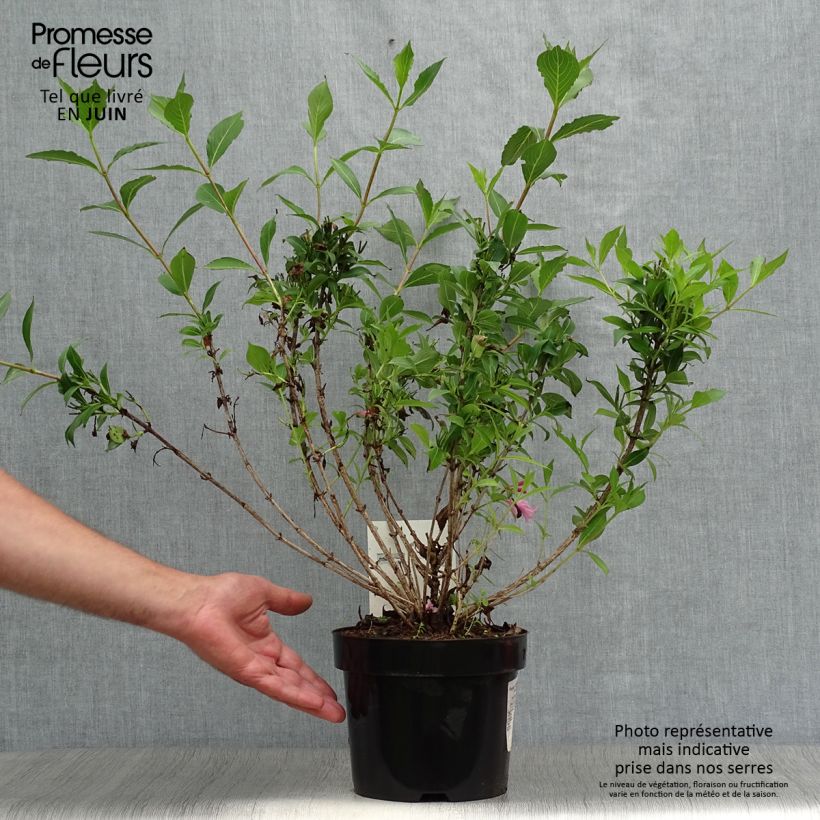 Weigela florida Pink Poppet 3L/4L pot sample as delivered in summer