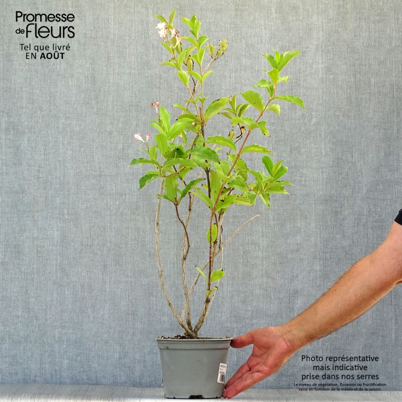 Weigela florida Rosea 2L/3L pot sample as delivered in summer