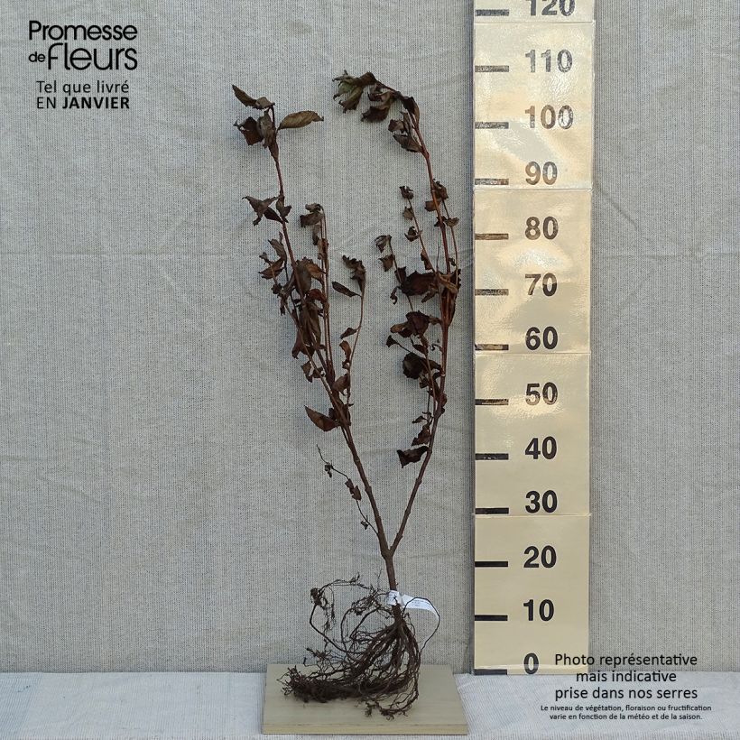 Weigela florida Rosea Bare root sample as delivered in winter