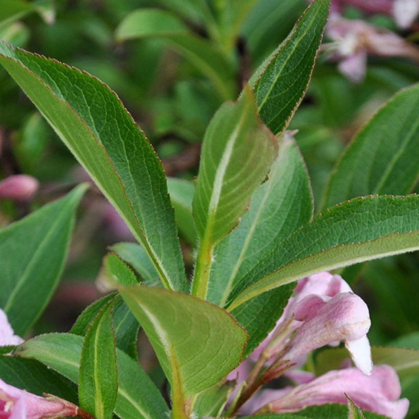 Weigela florida Pink Poppet (Foliage)