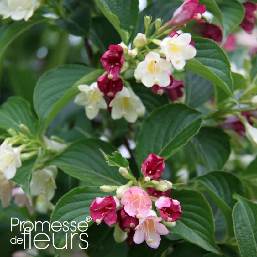 Weigela Carnaval (Foliage)