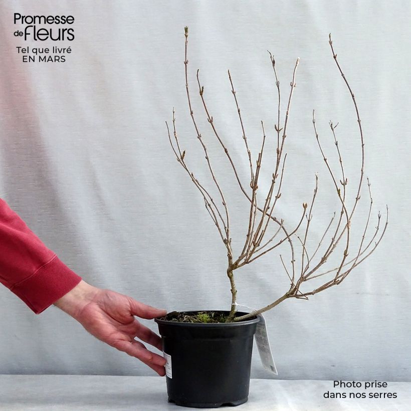 Weigela Carnaval 3L/4L pot sample as delivered in spring
