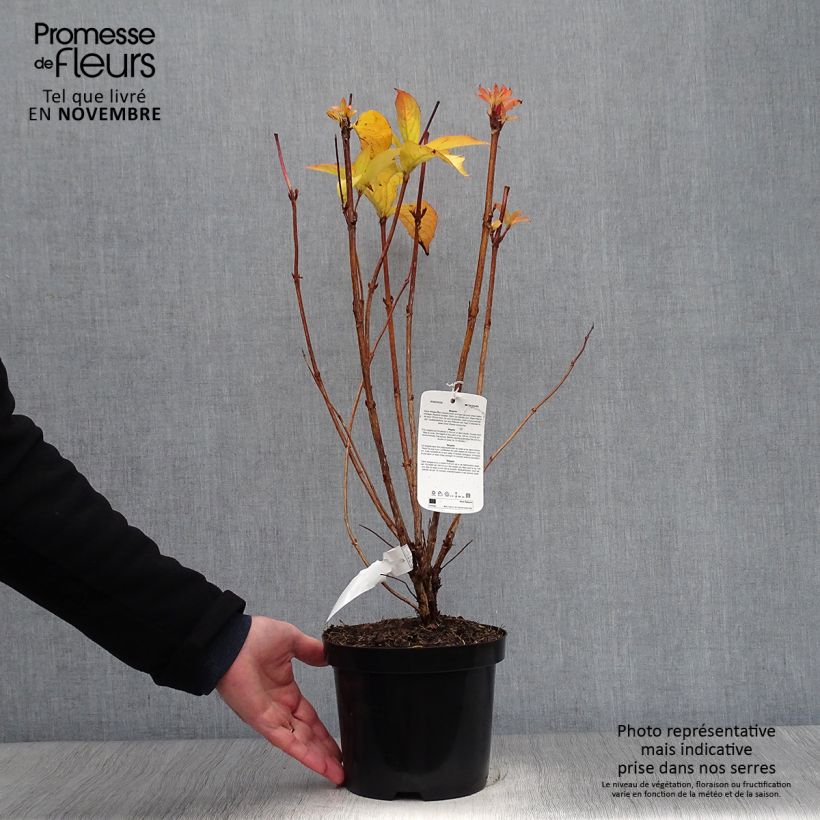 Weigela Carnaval 3L/4L pot sample as delivered in autumn