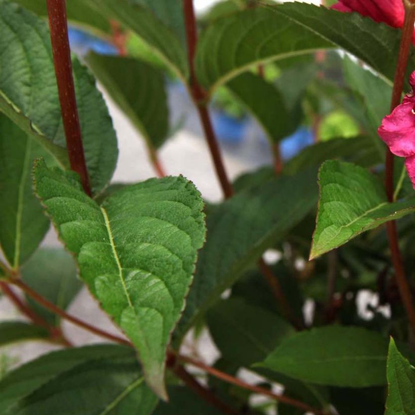 Weigela Red Prince (Foliage)