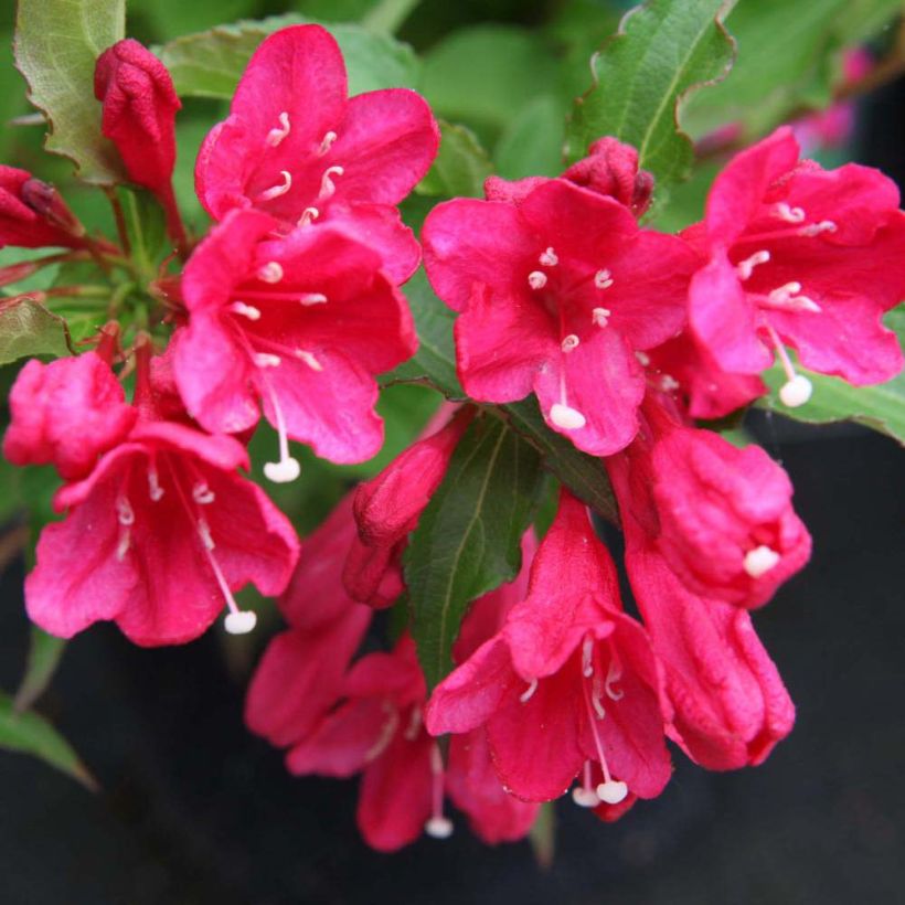 Weigela Red Prince (Flowering)
