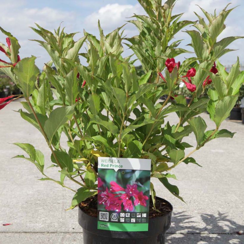 Weigela Red Prince (Plant habit)